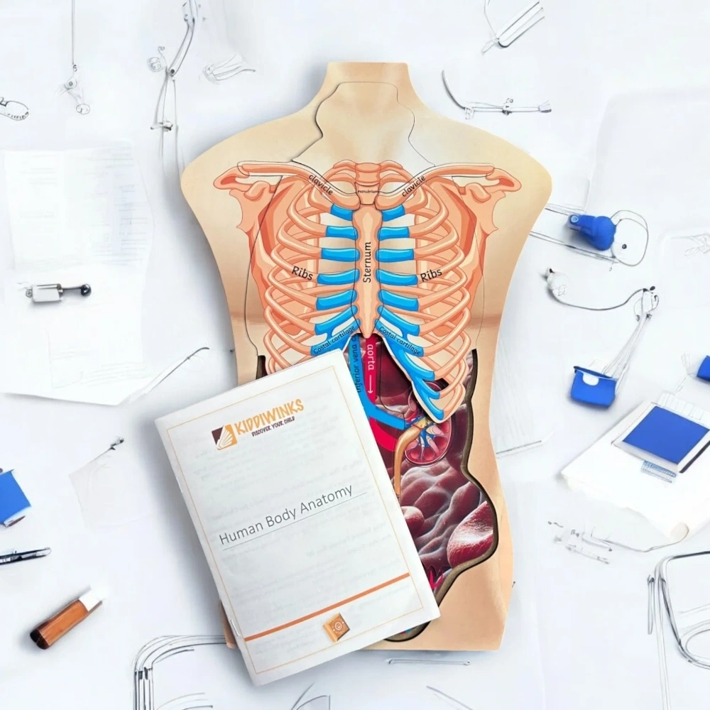 Human Body Anatomy Learning Kit for Kids – Educational Science & Body Parts Toy