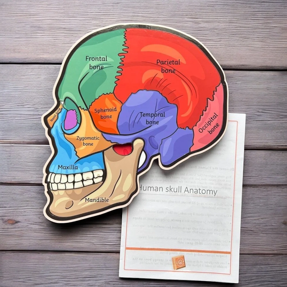 Skull Anatomy Learning Model for Kids – Educational Human Skull Science Toy